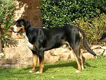 This is a side-view photograph of a Greater Swiss Mountain Dog showing a short coat and properly hanging tail.