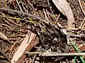 Looking out of its burrow in Kurrajong, New South Wales