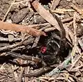 Attacking a stick and showing its fangs with a venom drop (see red circle) in Kurrajong, New South Wales