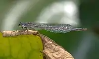 Female, brown form