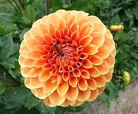 The dahlia