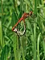 Mating wheel