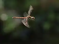 in flight