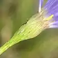 Bracts, involucre, and phyllaries