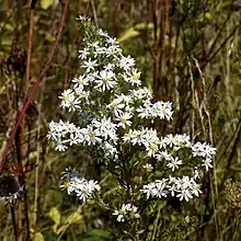 S. ericoides: Photo of inflorescence of Symphyotrichum ericoides taken 12 September 2017 in Green Lake County, Wisconsin, US.