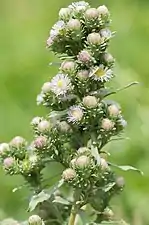 Symphyotrichum frondosum