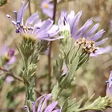 S. jessicae photo of inflorescence observed 29 August 2023, Whitman county, Washington, US