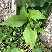 Several young leaves with coarsely saw-toothed edges