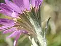 S. molle bracts, involucre, and phyllaries