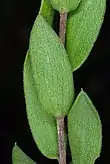 Stem and leaves