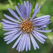 Flower head