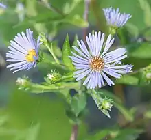 S. puniceum photographed 21 September 2016, Beaver County, Pennsylvania, US.