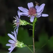 S. retroflexum, Macon County, North Carolina