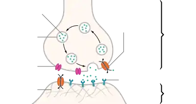 An illustrated chemical synapse