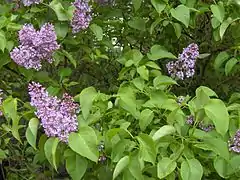 Flowers and heart-shaped leaves