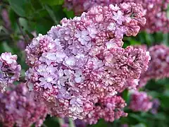 Syringa 'Pamyat o Vekhove'