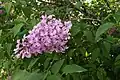 Syringa, lilac