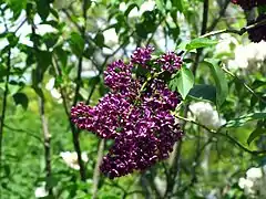 Syringa vulgaris 'Sarah Sands'