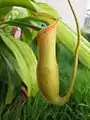 Upper pitcher of cultivated mature plant