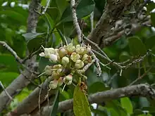 Fruit beginning to develop just after flowering