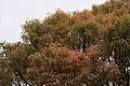 Canopy with young leaves (reddish flush)