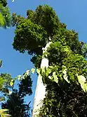 Tall specimen at Mission Beach