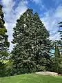 Spanish fir in Tūpare Gardens, New Zealand