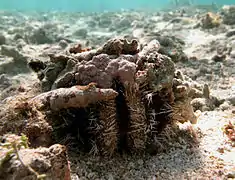 Tripneustes gratilla covering itself with rocks (Réunion island).