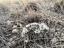 A blooming mat of Townsendia hookeri growing on a gravel slope