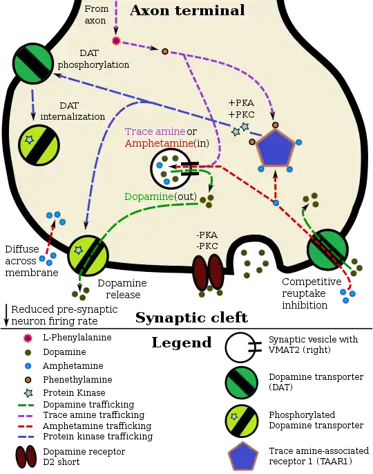 A pharmacodynamic model of amphetamine and TAAR1