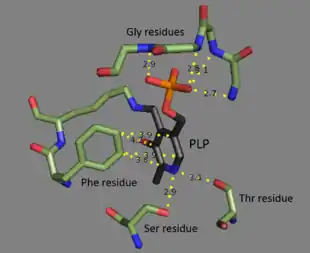 The binding site for PLP in threonine deaminase with residue labels