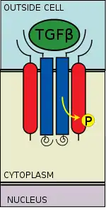 Type II receptor recruits type I receptor and phosphorylates