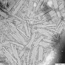 Image 22Wendell Stanley's crystallization of tobacco mosaic virus as a pure nucleoprotein in 1935 convinced many scientists that heredity might be explained purely through physics and chemistry. (from History of biology)