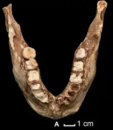 TPL2 mandible