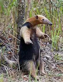 Brown and black anteater