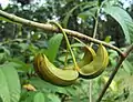 Unripe fruit