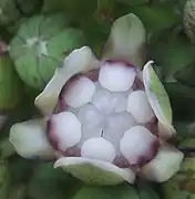 Flower with 6 tepals, 6 stamens and 3-lobed stigma