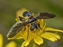 Female with black abdomen and evenly dusky wings, with the posterior margin sub-hyaline