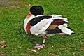 A female ruffles up her feathers.