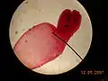 Taenia pisiformis cross section