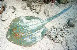 Image 33Bluespotted ribbontail rays migrate in schools onto shallow sands to feed on mollusks, shrimps, crabs and worms. (from Demersal fish)