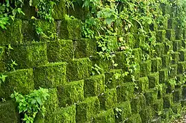 Retaining wall covered in moss