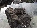 Basalt cast of a tree trunk within the Takapuna Fossil Forest