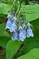 Tall bluebells (Mertensia paniculata)