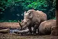 White rhinoceros