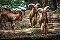 Barbary sheep