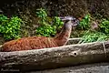 Guanaco