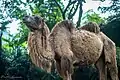 Bactrian camel