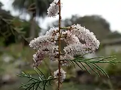 Flowers and foliage