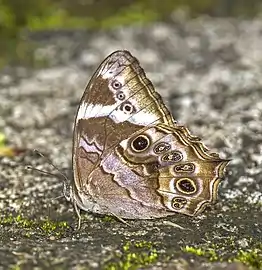 Female, Sri Lanka